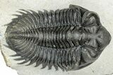 Detailed Coltraneia Trilobite Fossil - Huge Faceted Eyes #311685-1